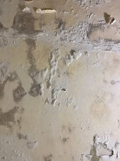 Professional Mold Remediation in Irondale, GA