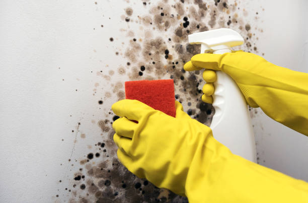 Best Industrial Mold Remediation in Irondale, GA